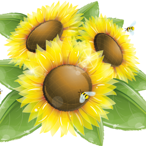 Sunflower PNG