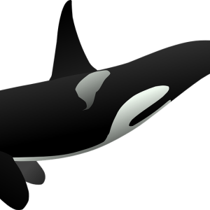 Killer whale PNG