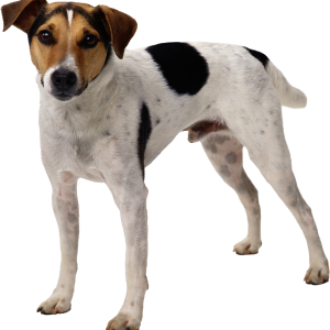 Dog PNG