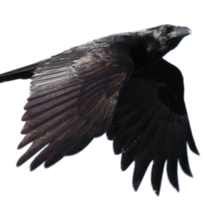 Raven PNG