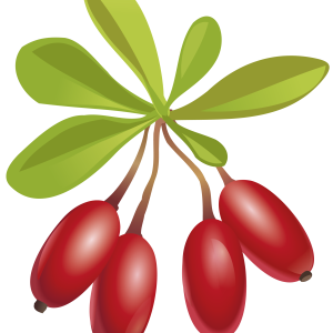 Berberis PNG