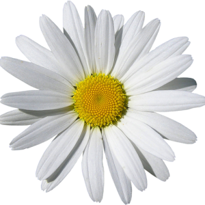 Camomile PNG image, free flower picture