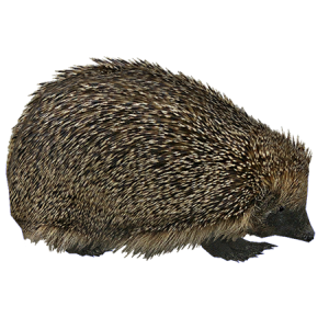 Hedgehog PNG