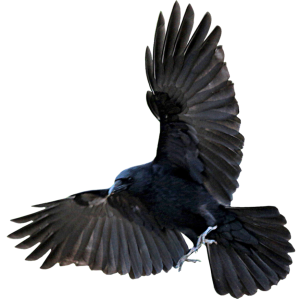 Raven PNG