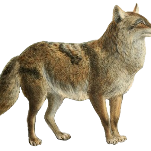 Jackal, coyote PNG