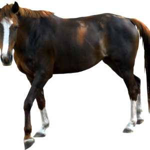 horse png image, free download picture, transparent background