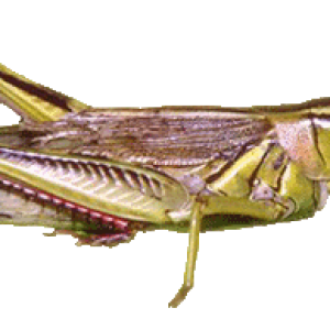 Grasshopper PNG