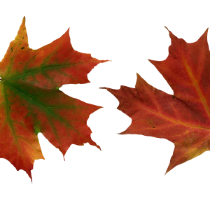 autumn PNG leaf