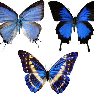 blue butterflies PNG