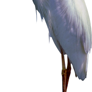 Heron PNG