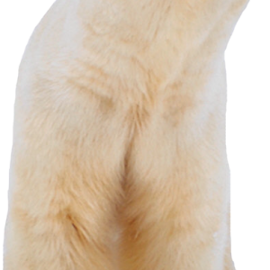 Polar white bear PNG