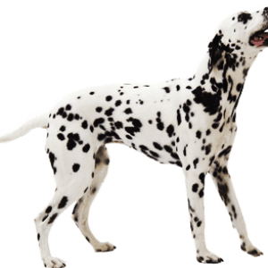 Dalmatian dog PNG