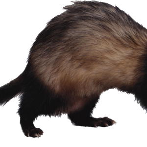Ferret PNG