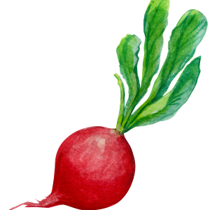 Radish PNG