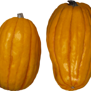 Pumpkin PNG image