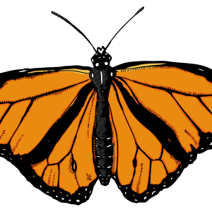 Butterfly PNG image