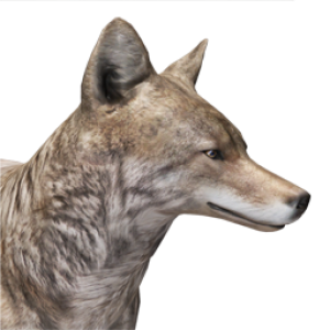 Jackal, coyote PNG