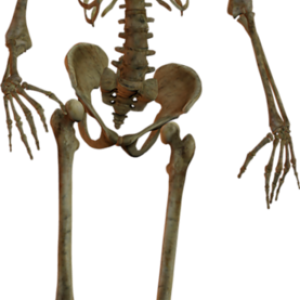 Skeleton PNG