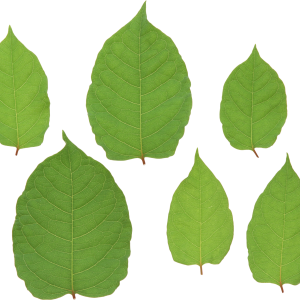 Green leaf PNG
