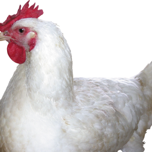 Chicken PNG image