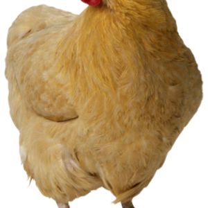 Chicken PNG image