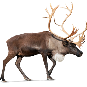 Moose, elk PNG
