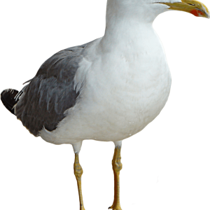 Gull PNG