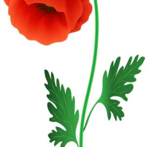 Poppy flower PNG