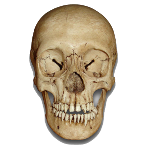 Skull PNG