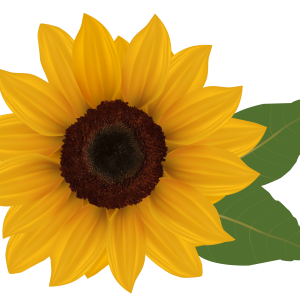 Sunflower PNG
