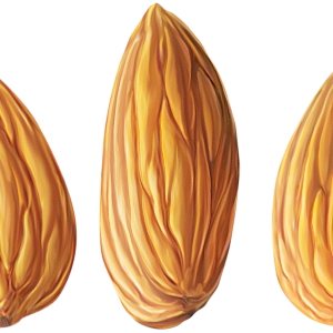 Almond PNG