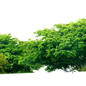 Forest PNG