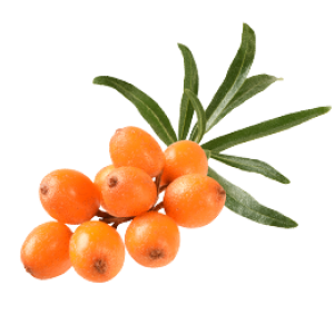 Sea buckthorn PNG
