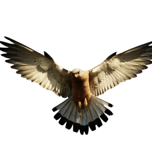 Eagle PNG image, free download