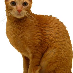 Cat PNG