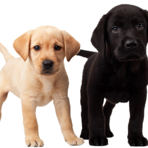 dog png image, picture, download, dogs