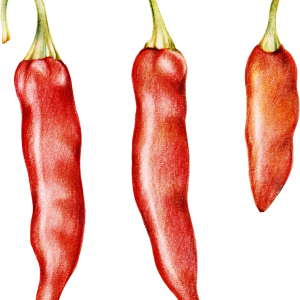 Chili pepper PNG