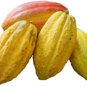 Cacao PNG