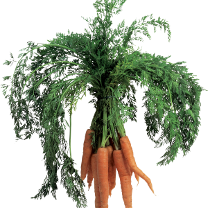 Carrot PNG image