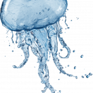 Jellyfish PNG