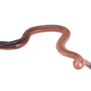 earthworm worm PNG