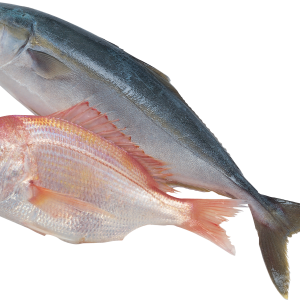 Fish PNG