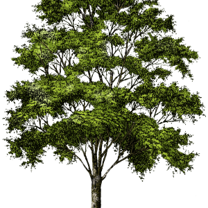 tree png image, free download, picture