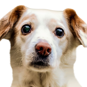 Dog PNG
