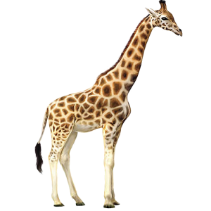 Giraffe PNG