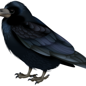Raven PNG