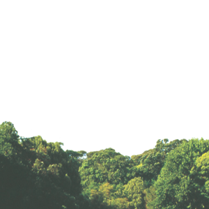 Forest PNG