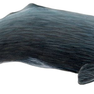 Sperm whale PNG