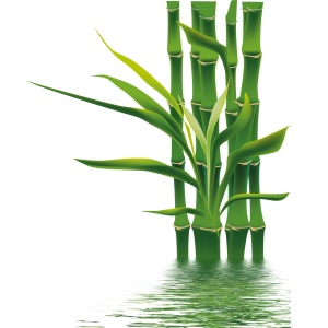 Bamboo PNG