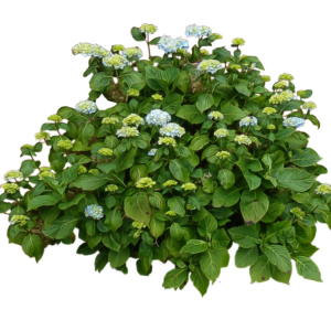 Bush PNG image